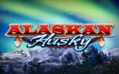 Alaskan Huskies